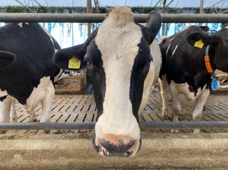 Organic Pasture-raised Reduced Fat Milk