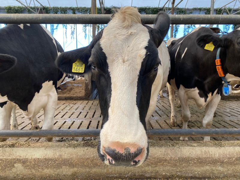 Holstein dairy cow looking over a barn rail