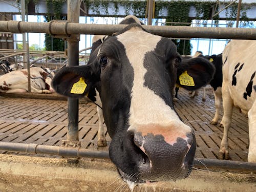 Δωρεάν στοκ φωτογραφιών με αγελάδα, γκρο πλαν, ετικέτες αυτιών