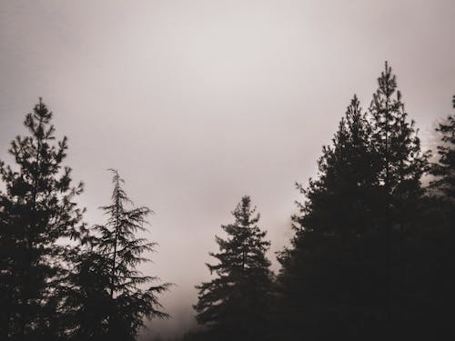 Green Trees Under White Sky