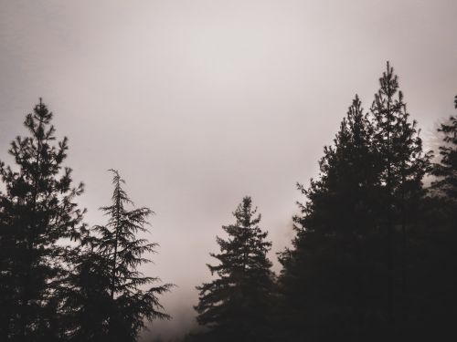 Free Serene misty forest landscape featuring tall pine trees under a cloudy sky. Stock Photo