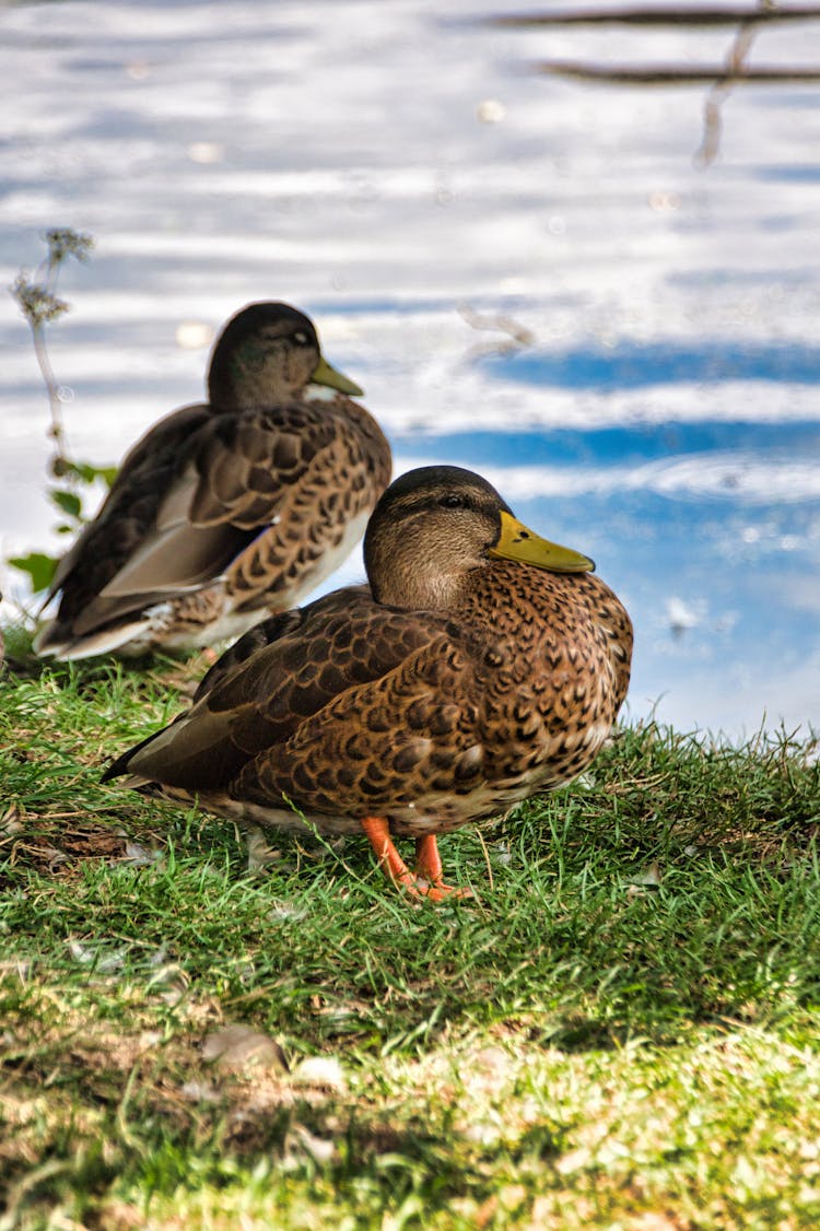 Brown Ducks On Green Grass