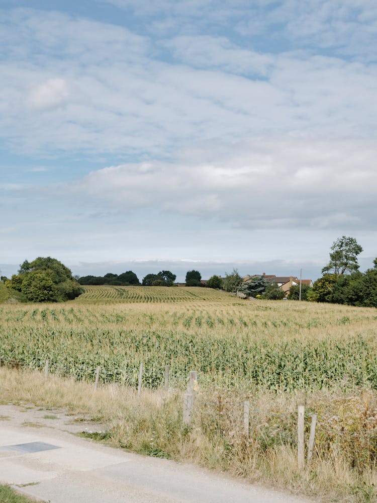 Green Fields In Countryside