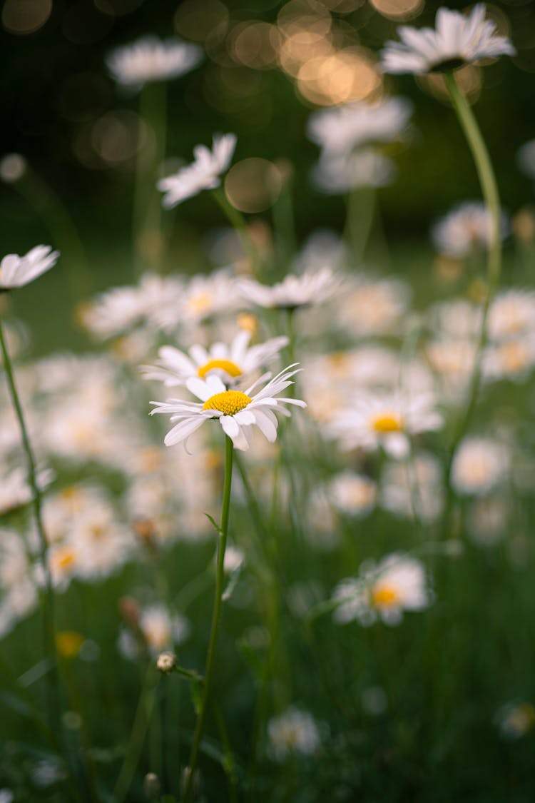 Daisy Flowers In Bloom