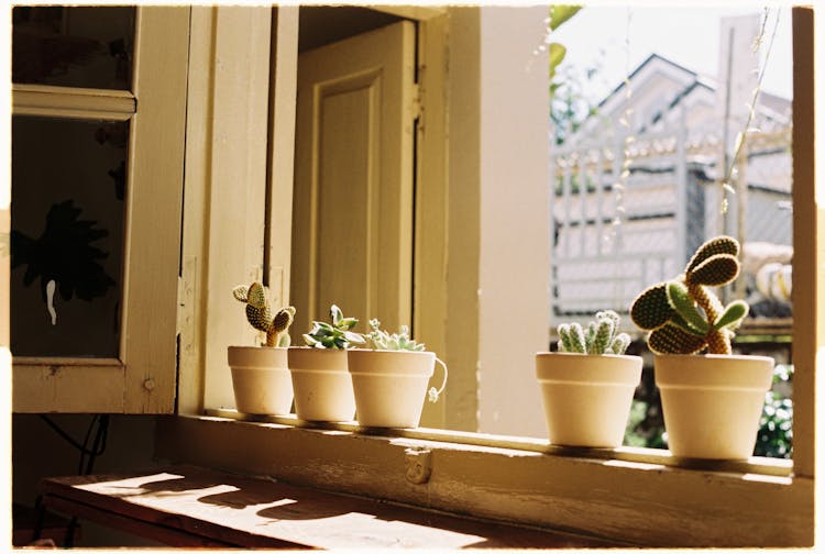 Succulents In Pots 