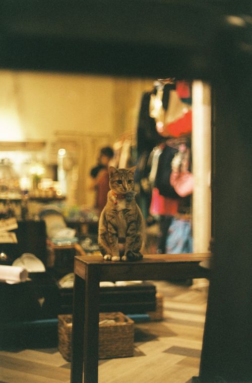 Free A cute tabby cat sitting on a table in a cozy, dimly lit shop with vintage decor and clothes in the background. Stock Photo
