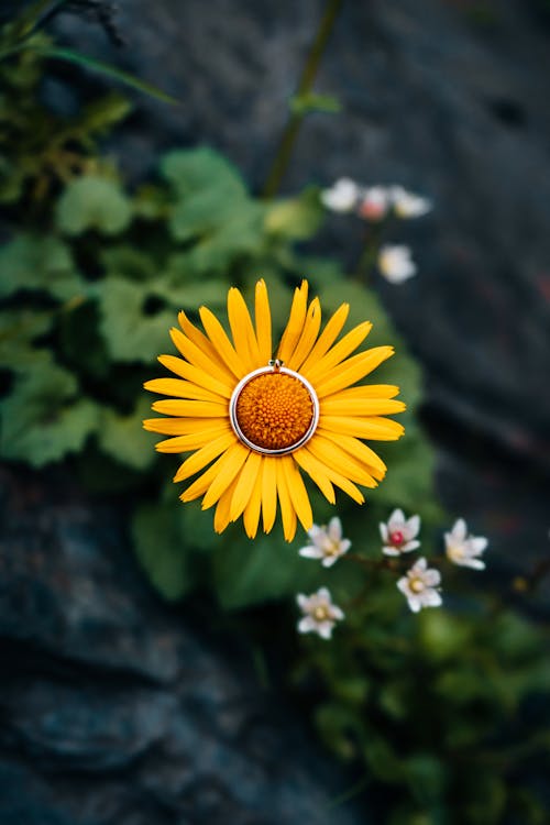 Imagine de stoc gratuită din colorat, creștere, floare galbenă