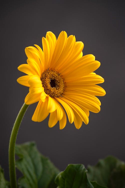 Close-up Photo of Blooming Daisy Flower 