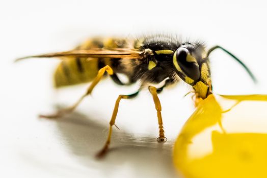 Yellow Jacket in Macro Shot