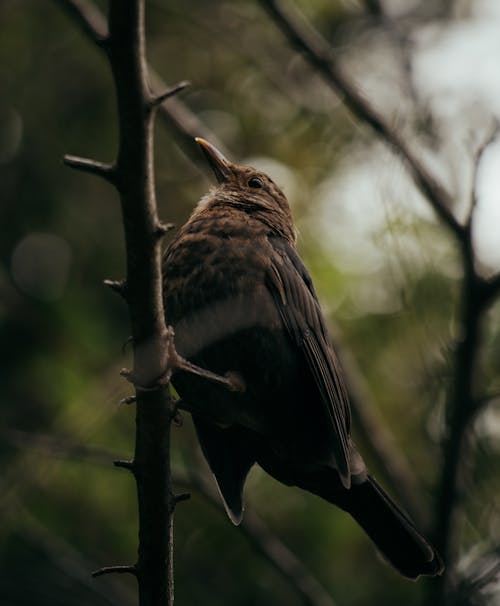 Bird Sitting on Tree in Nature