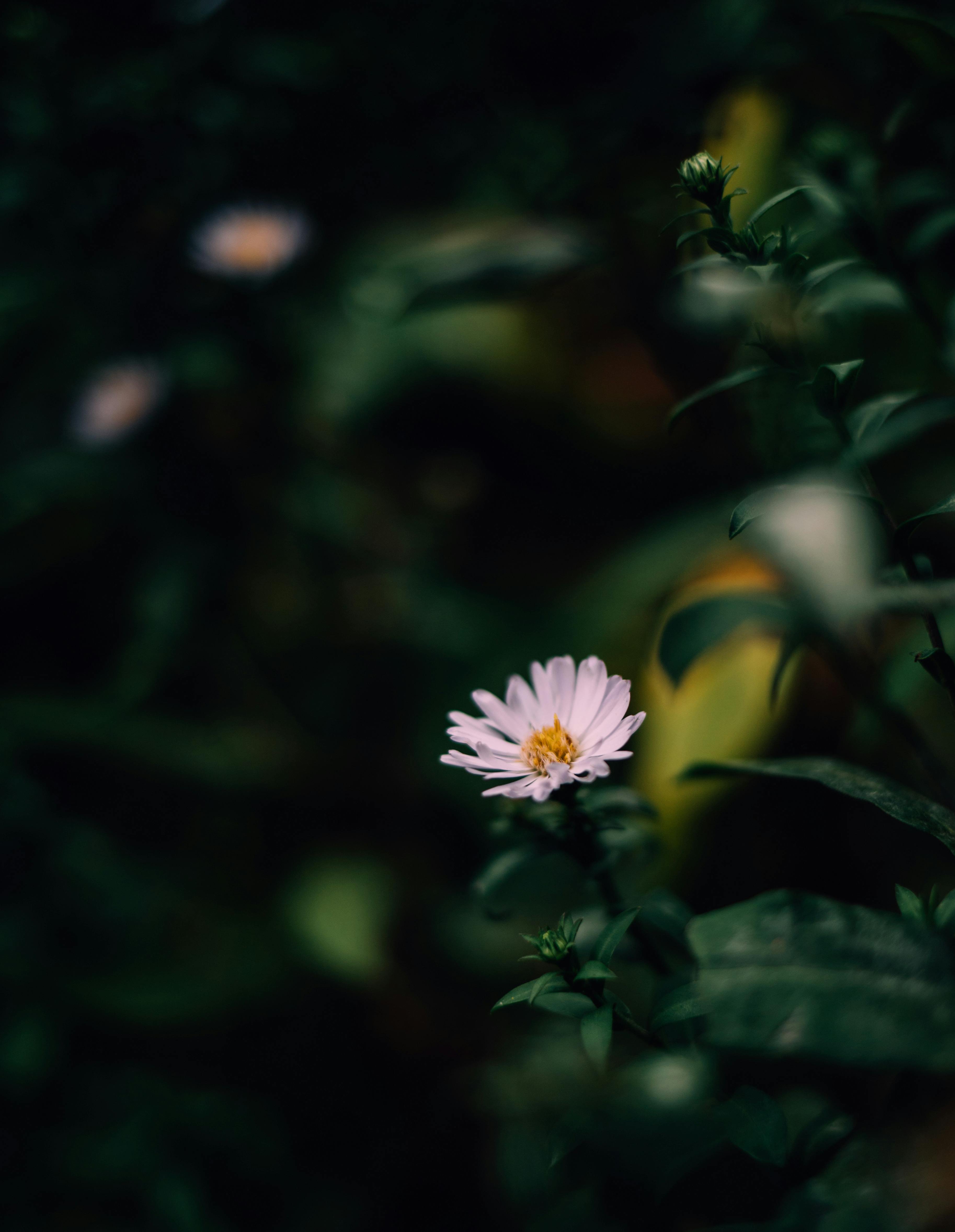 White Flower in Bloom · Free Stock Photo