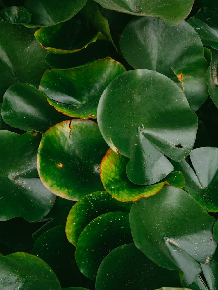 Close-up Of Lotus Leaves