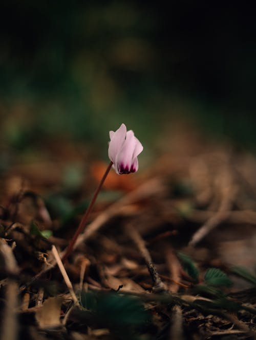 Fotobanka s bezplatnými fotkami na tému čerstvosť, cyklámen perský, exotický