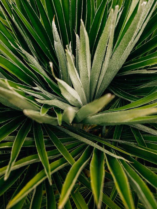 Photos gratuites de agave, centrale, feuilles vertes