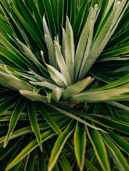 Free Detailed view of fresh green agave leaves with a natural gradient texture. Stock Photo