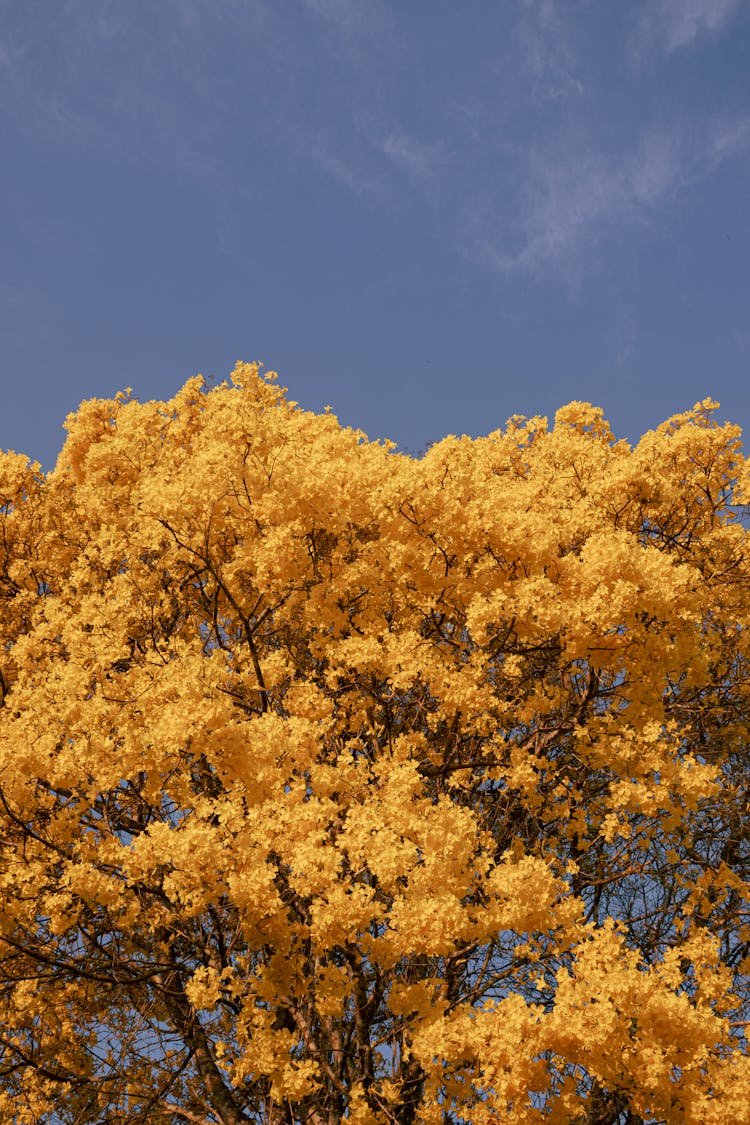 Low Angle Shot Of Flowering Tree 