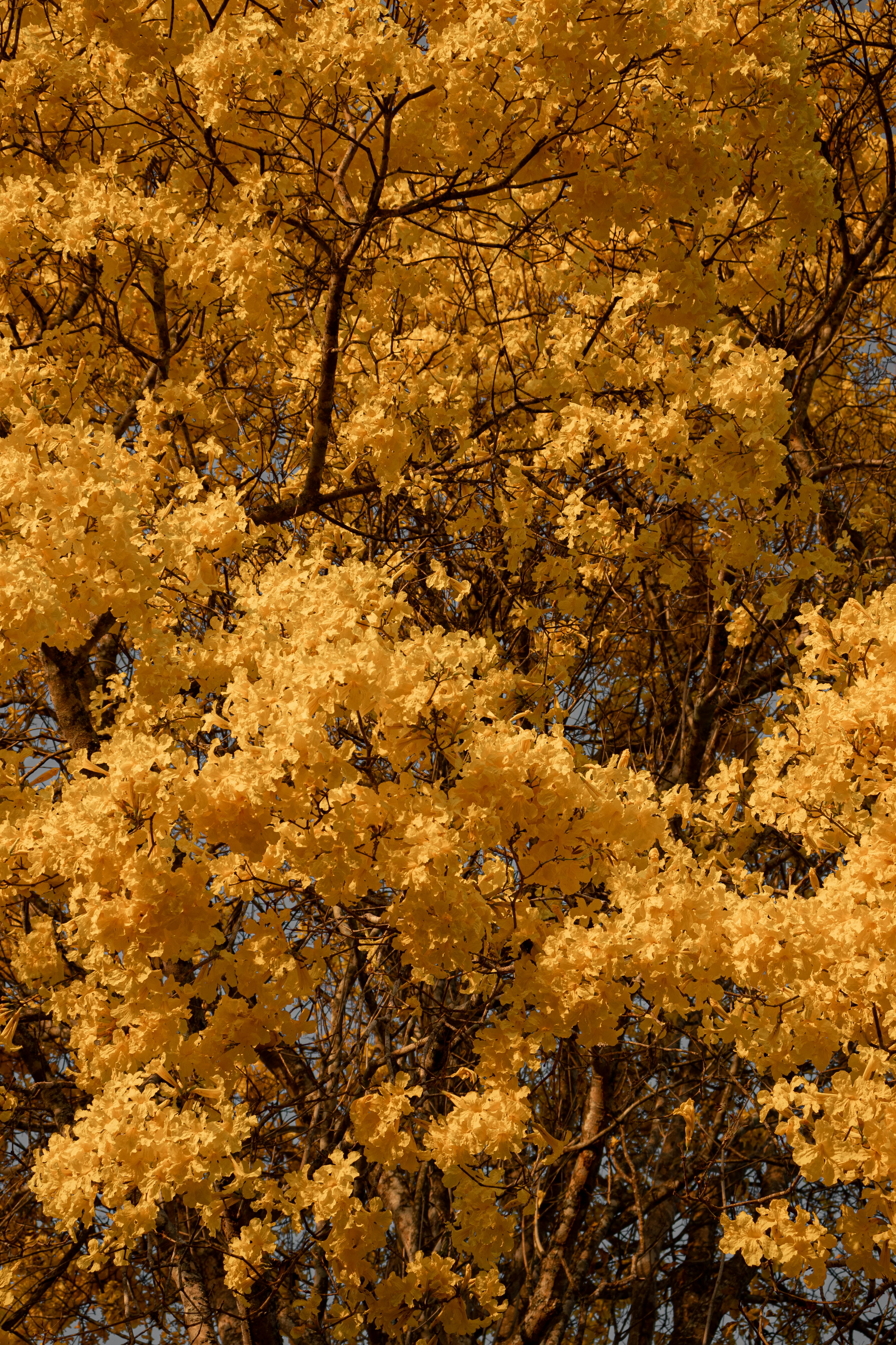 yellow leaf tree