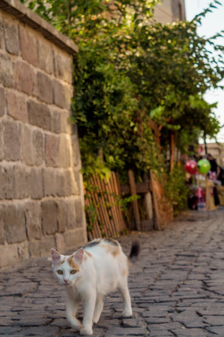 A Cat Walking On The Cobblestone Ground