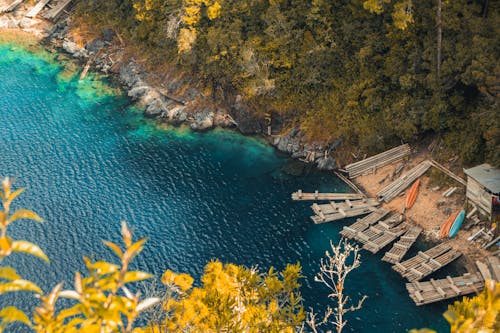 ağaçlar, çevre, deniz kıyısı içeren Ücretsiz stok fotoğraf