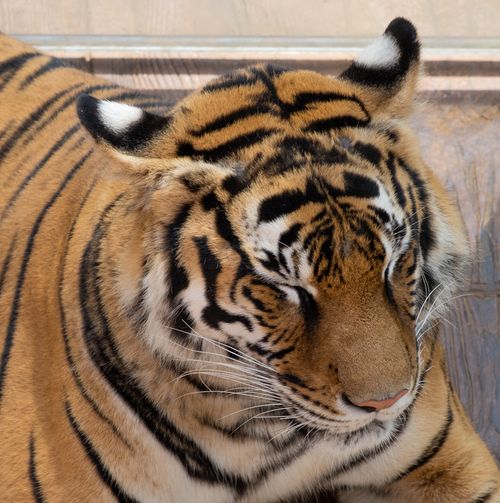 Free Detailed close-up of a Bengal tiger resting peacefully with eyes closed. Stock Photo