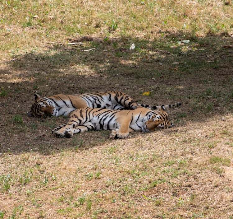 Tigers Sleeping On The Grass