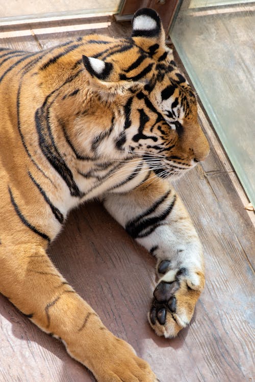 Close-Up Shot of a Tiger 