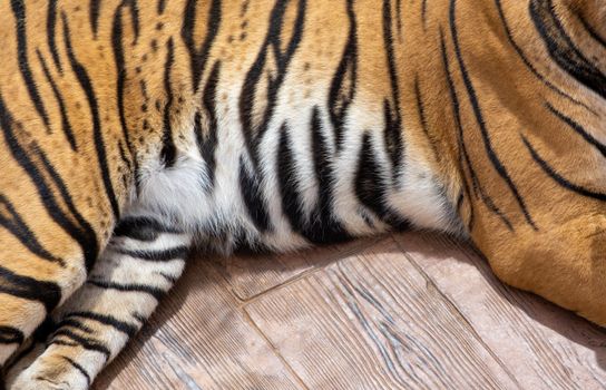 Tiger fur close up.