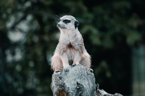 Free A Meerkat on a Rock  Stock Photo