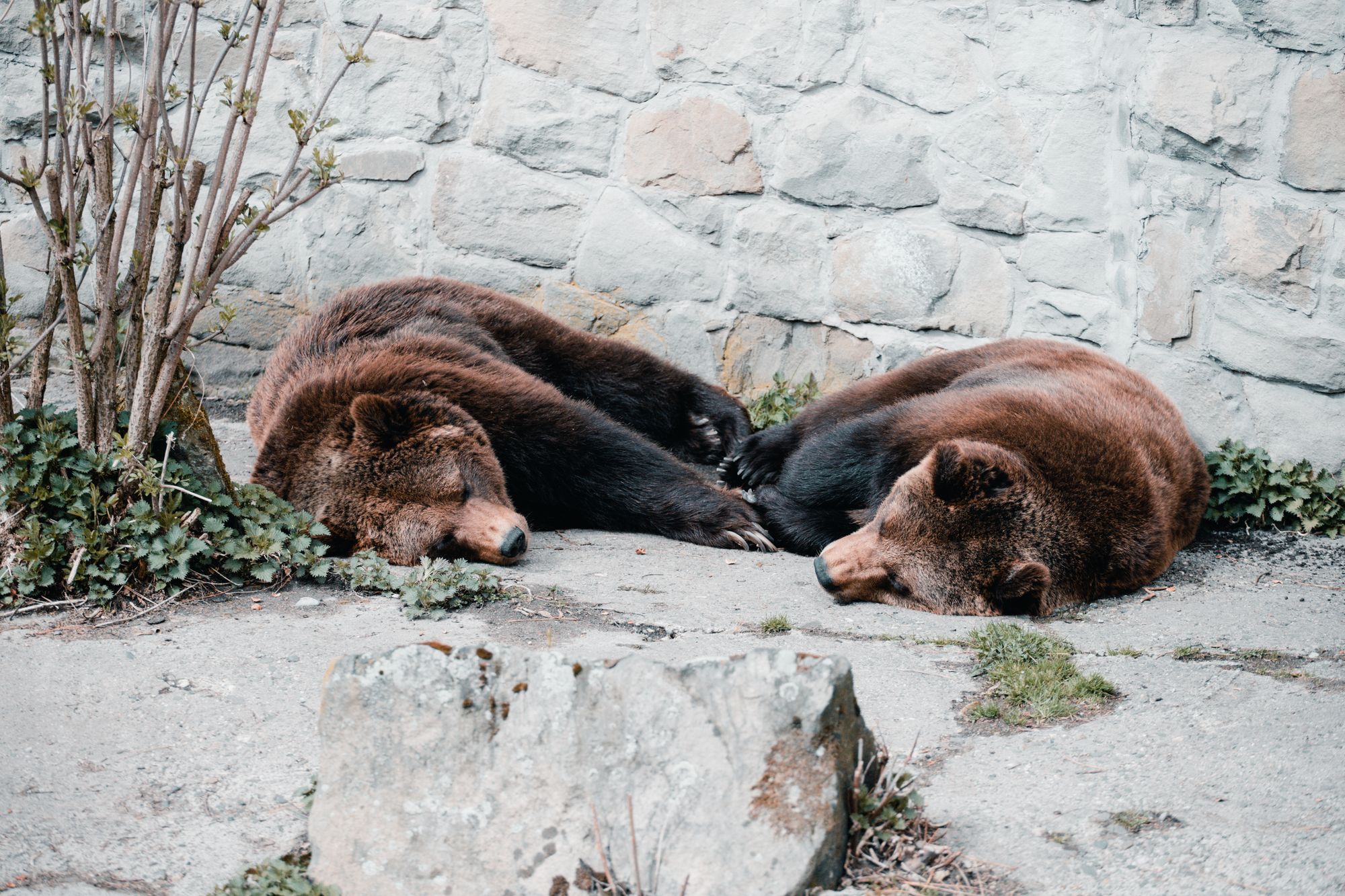 Oso adulto durmiendo enroscado dentro de una madriguera cubierta de nieve