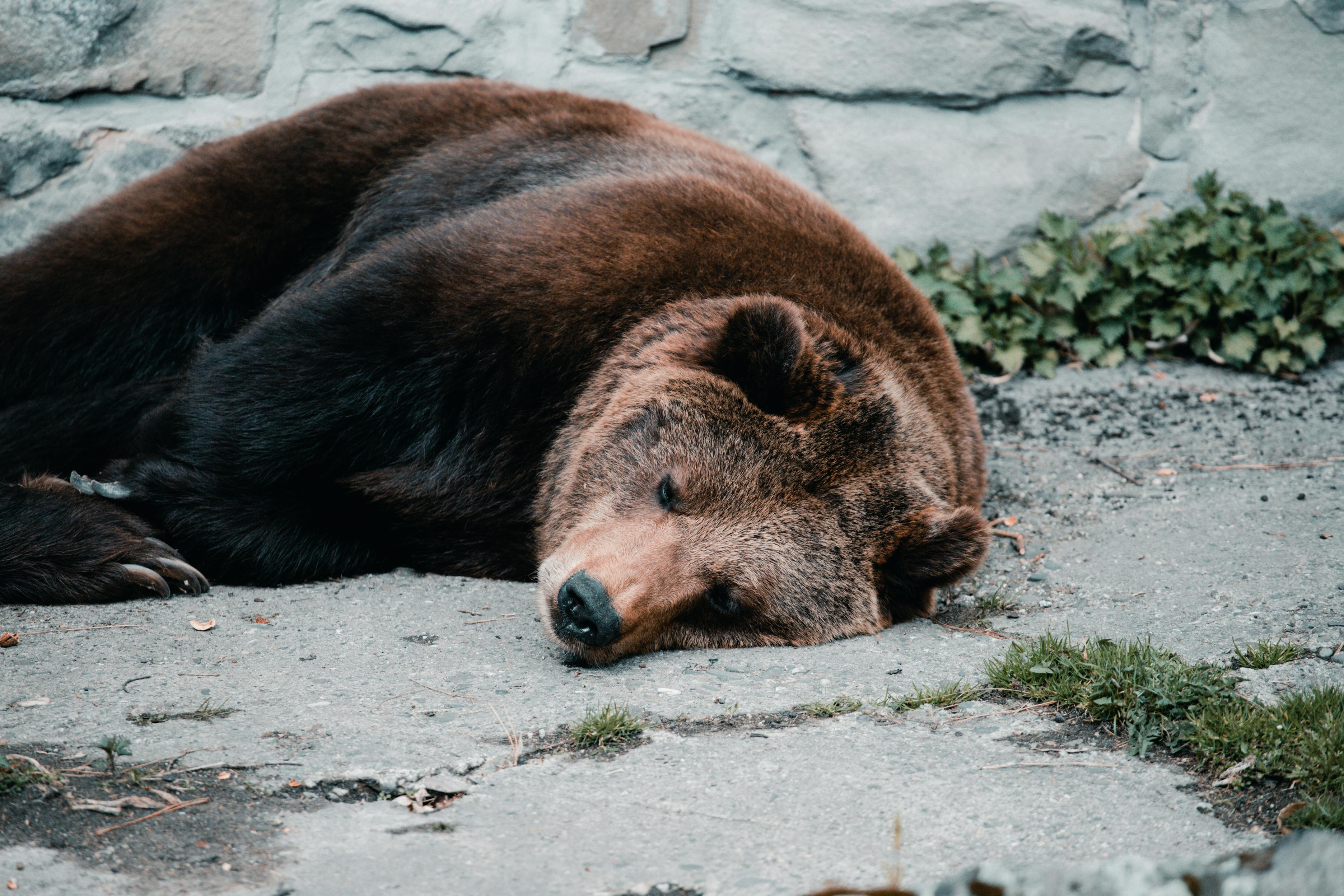 1,000+ Best Bear Photos · 100% Free Download · Pexels Stock Photos