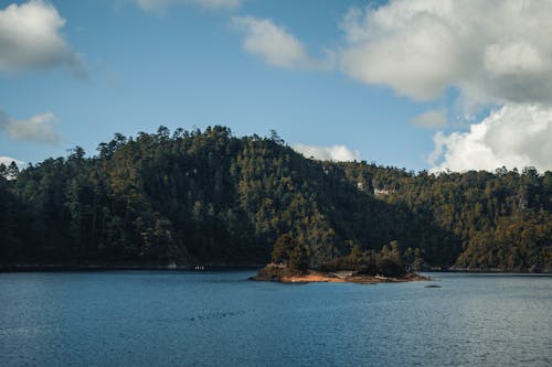 Green Trees on a Mountain Near a Body of Water