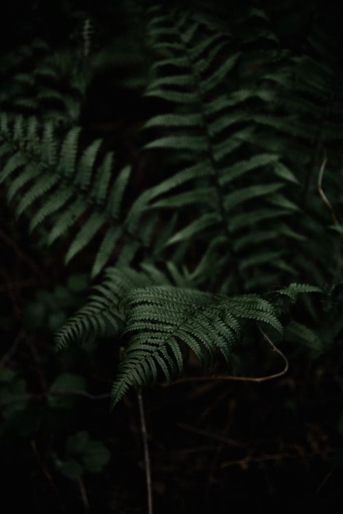 Free Dark, rich foliage of green ferns captured in a natural and serene setting. Stock Photo