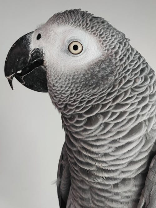 Grey Bird in Close Up Photography