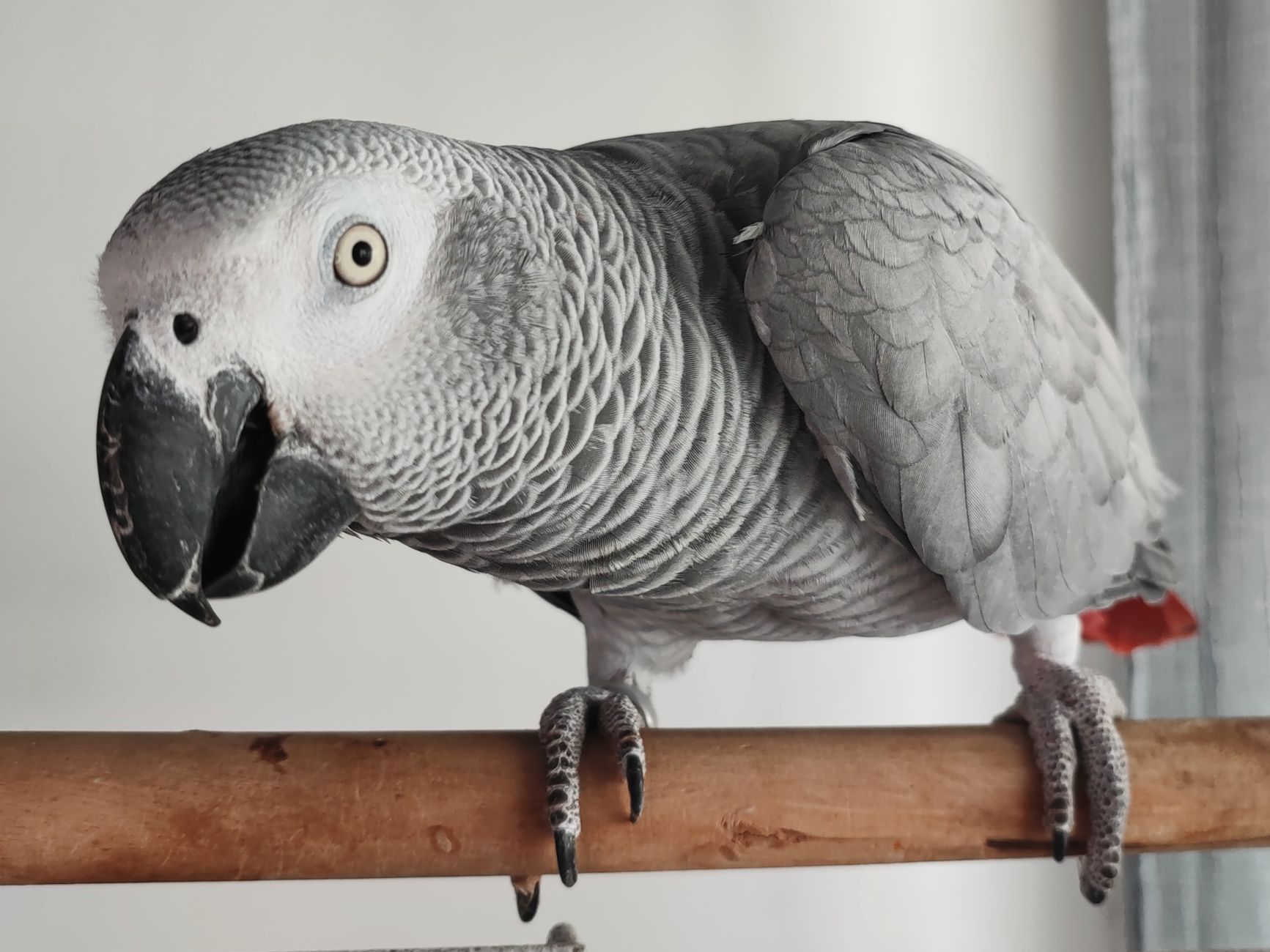 colorful parrot perched on wooden stand indoors