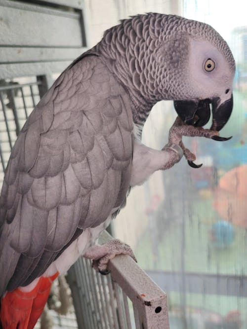 African grey parrot 