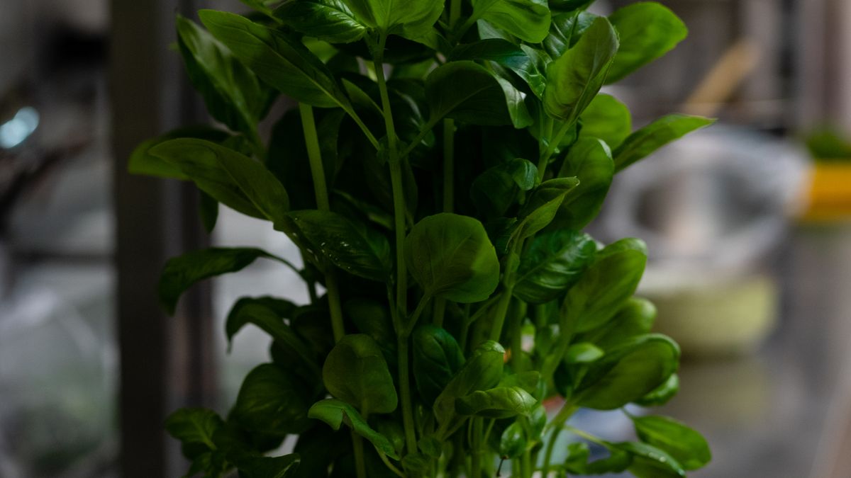 Les meilleures pratiques pour un jardin urbain productif en 2026 - illustration