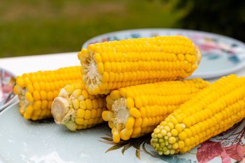 Free Delicious yellow corn cobs arranged on a floral plate, evoking summer flavors. Stock Photo