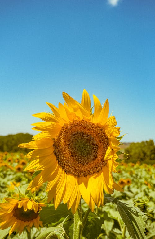 Close-Up Shot of a Sunflower 