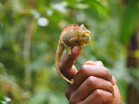 chameleon photo