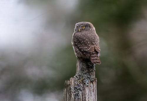 Kostnadsfri bild av djur, djurfotografi, eurasisk pygmugla