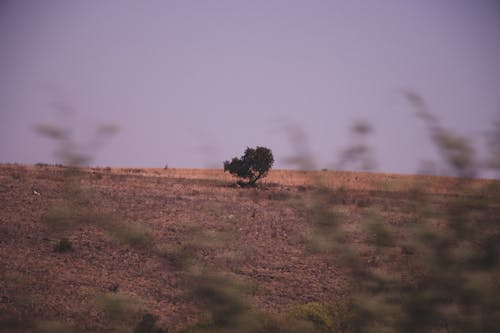 A Tree on a Field