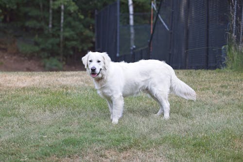 A Golden Retriever on a Field