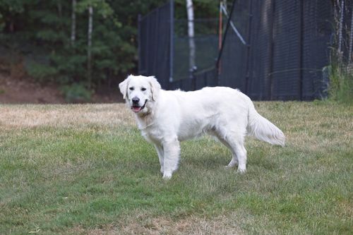 Free Charming golden retriever dog standing in a garden setting. Ideal for pet and nature-focused content. Stock Photo