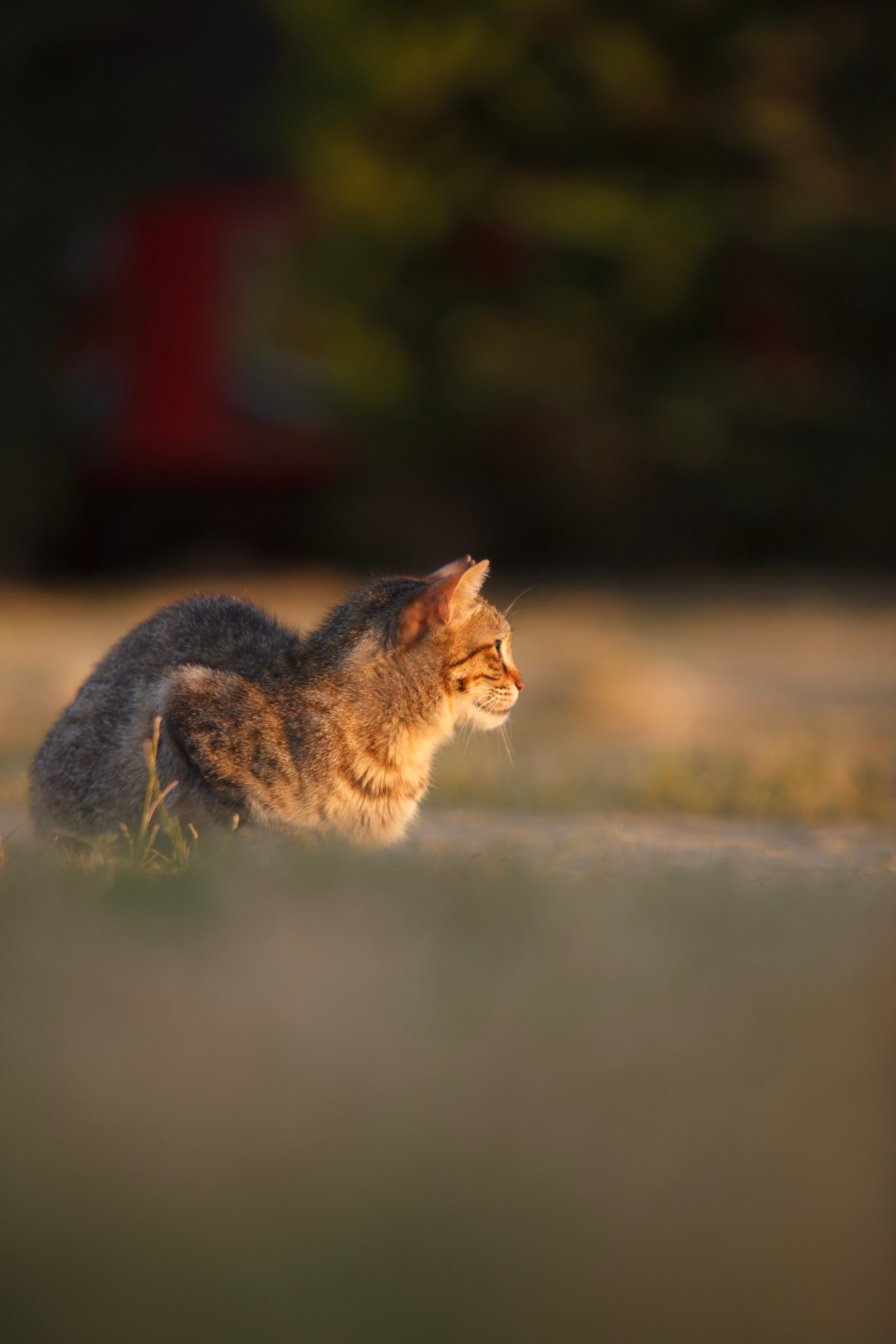 Shallow Focus Photo of a Cat · Free Stock Photo
