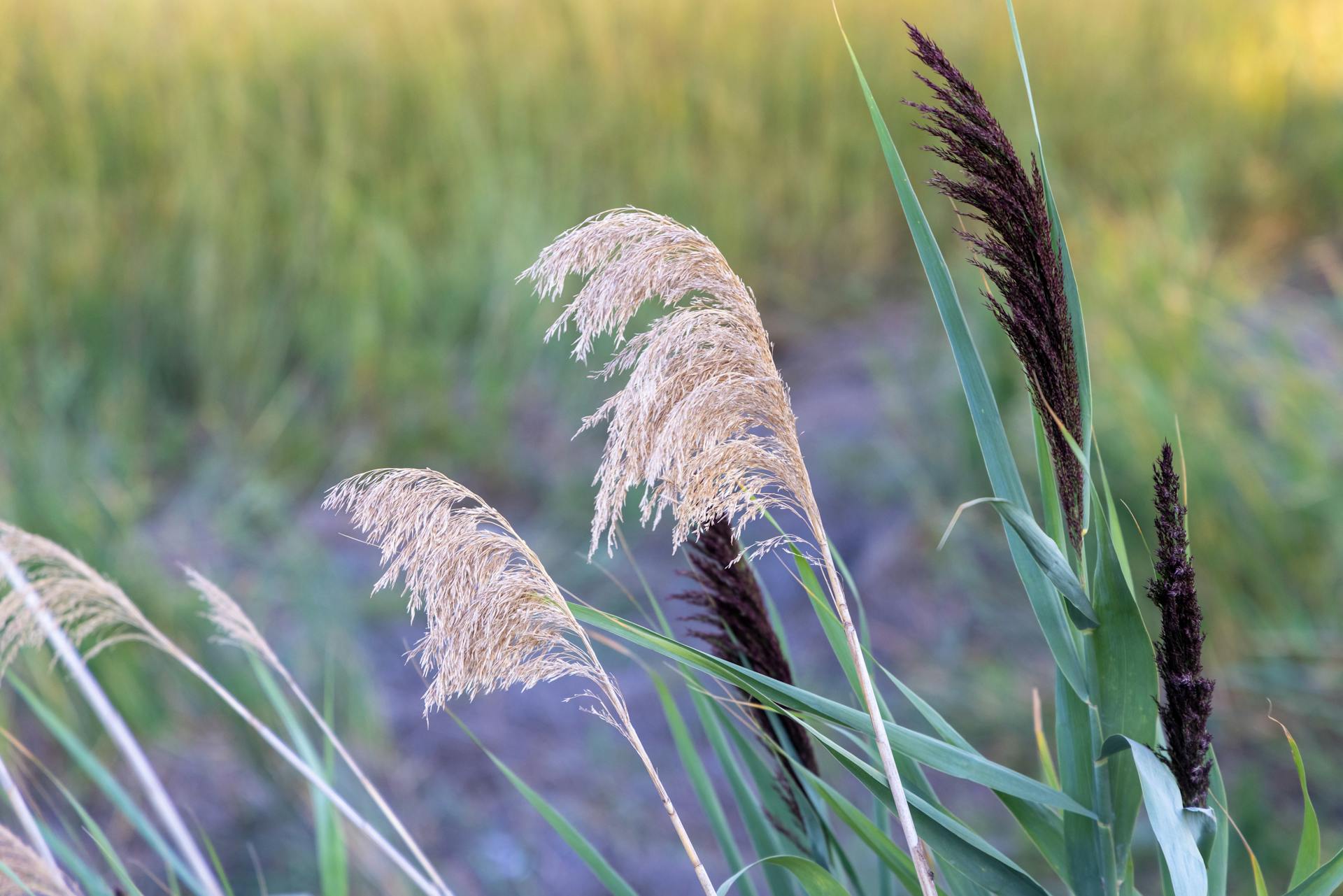 A serene close-up of pampas grass swaying gently in a Newburyport field.