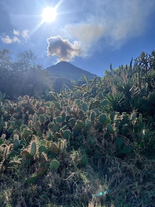 Cactus Plants Near Mountain Under Blue Sky