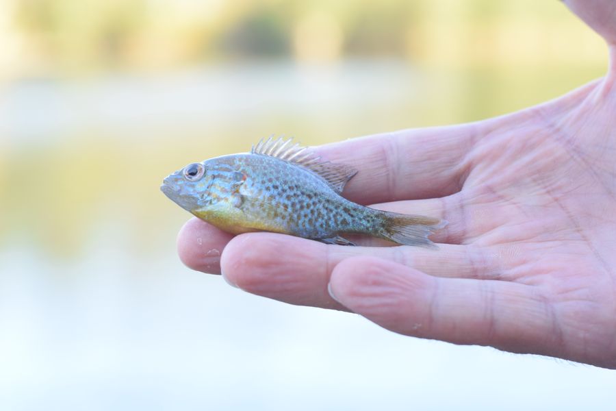 A tiny fish held gently in a human hand outdoors. Photo by Rui Dias on Pexels