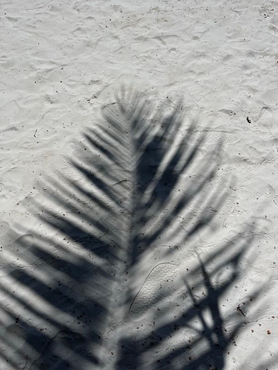 The Shadow of a Palm Tree on White Sand · Free Stock Photo
