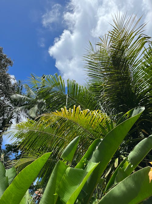 Gratis stockfoto met bananenbladeren, bomen, groei