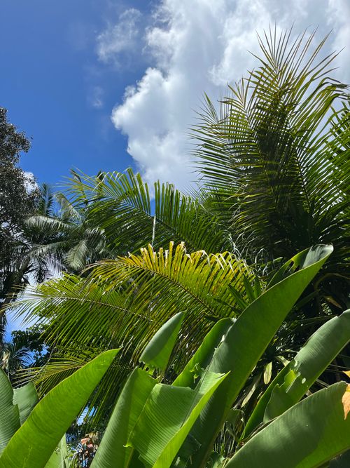 Free Vibrant green foliage of banana and palm trees reaching towards a bright blue sky. Stock Photo